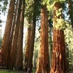tipssequoianationalpark