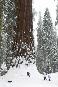 Snowshoeing at Base of Sequoia