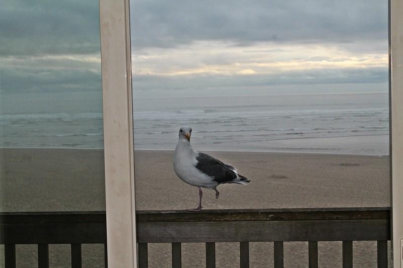 one-leg-seagull