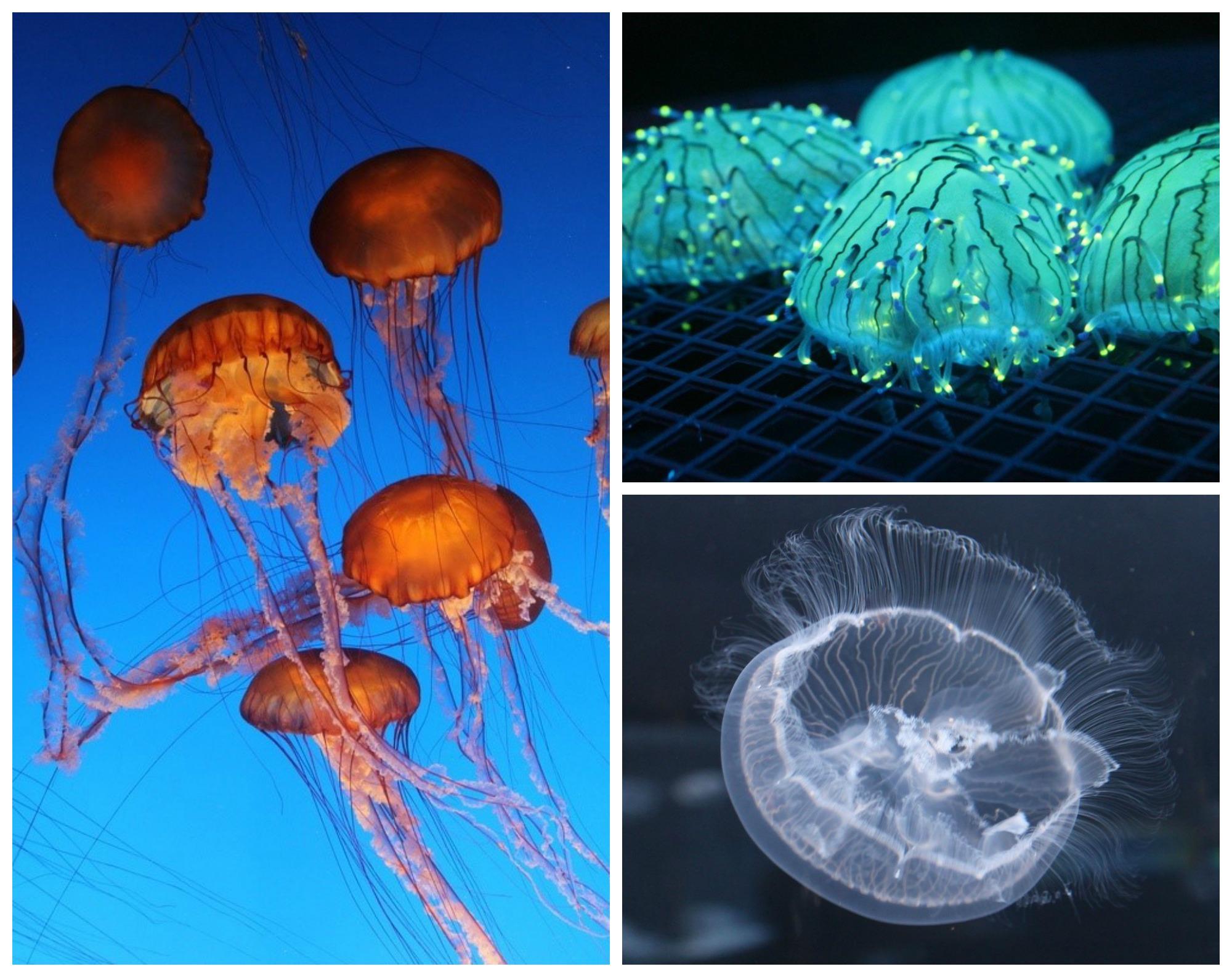 jellyfishcollage