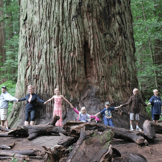 redwoods-big-family