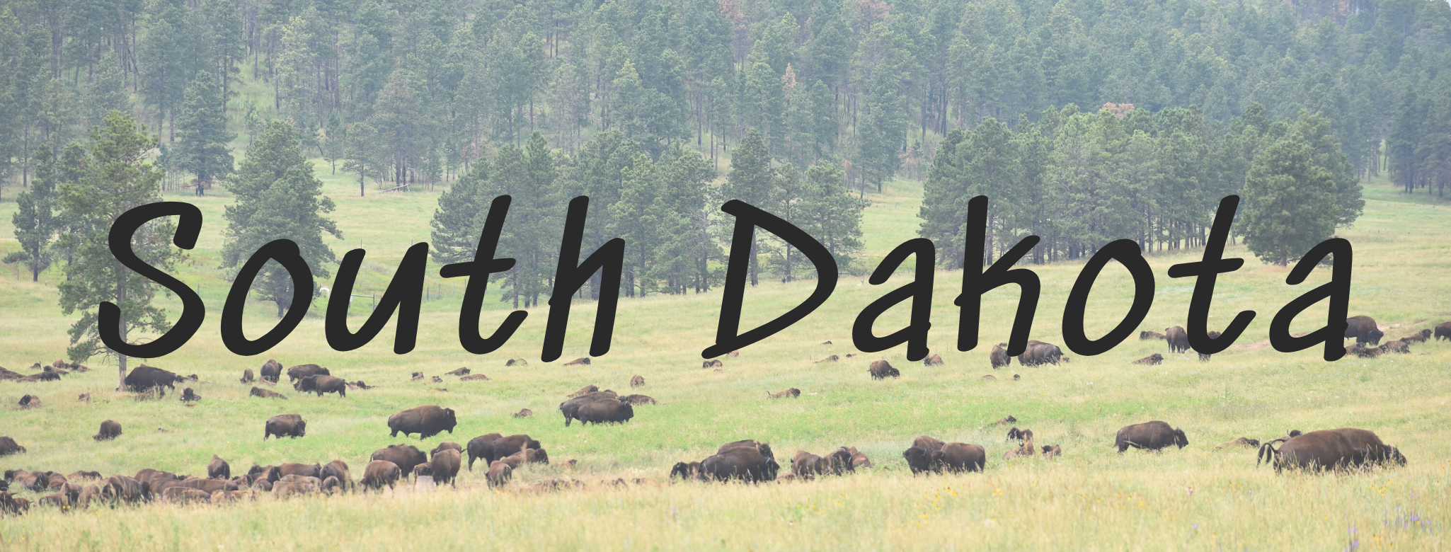 south dakota scenery with bison